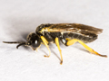 Aneugmenus fuerstenbergensis